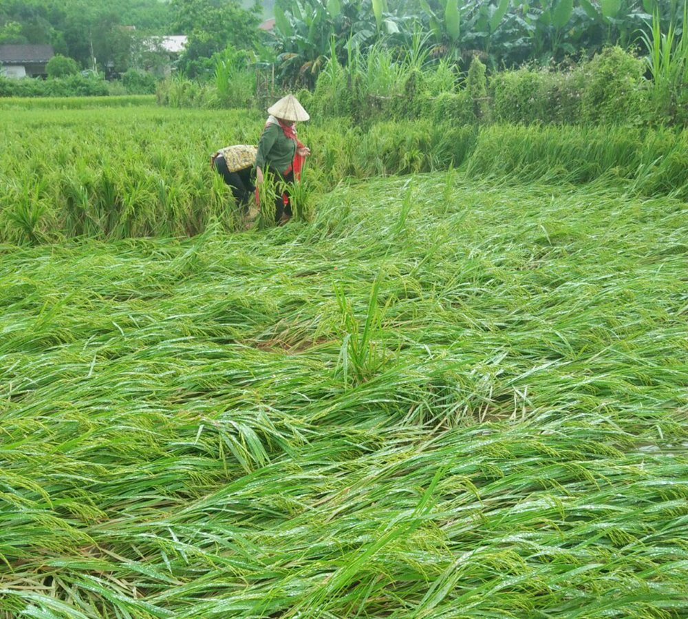 Mưa lớn khiến hơn 50ha lúa vụ đông-xuân bị ngập, đổ