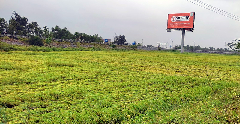 Quảng Ninh: Mưa lớn làm hơn 1.700ha lúa bị đổ rạp