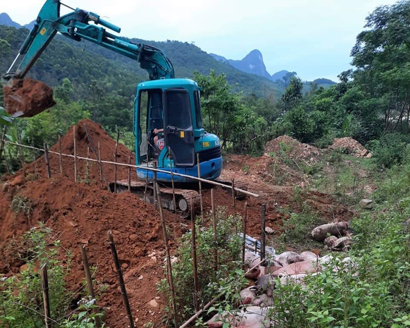 Minh Hóa: Tiêu hủy lợn bị dịch tả lợn châu Phi