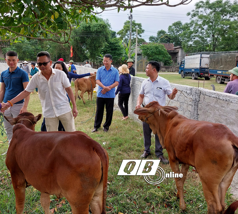 Trao bò giống hỗ trợ sinh kế cho gia đình có hoàn cảnh khó khăn