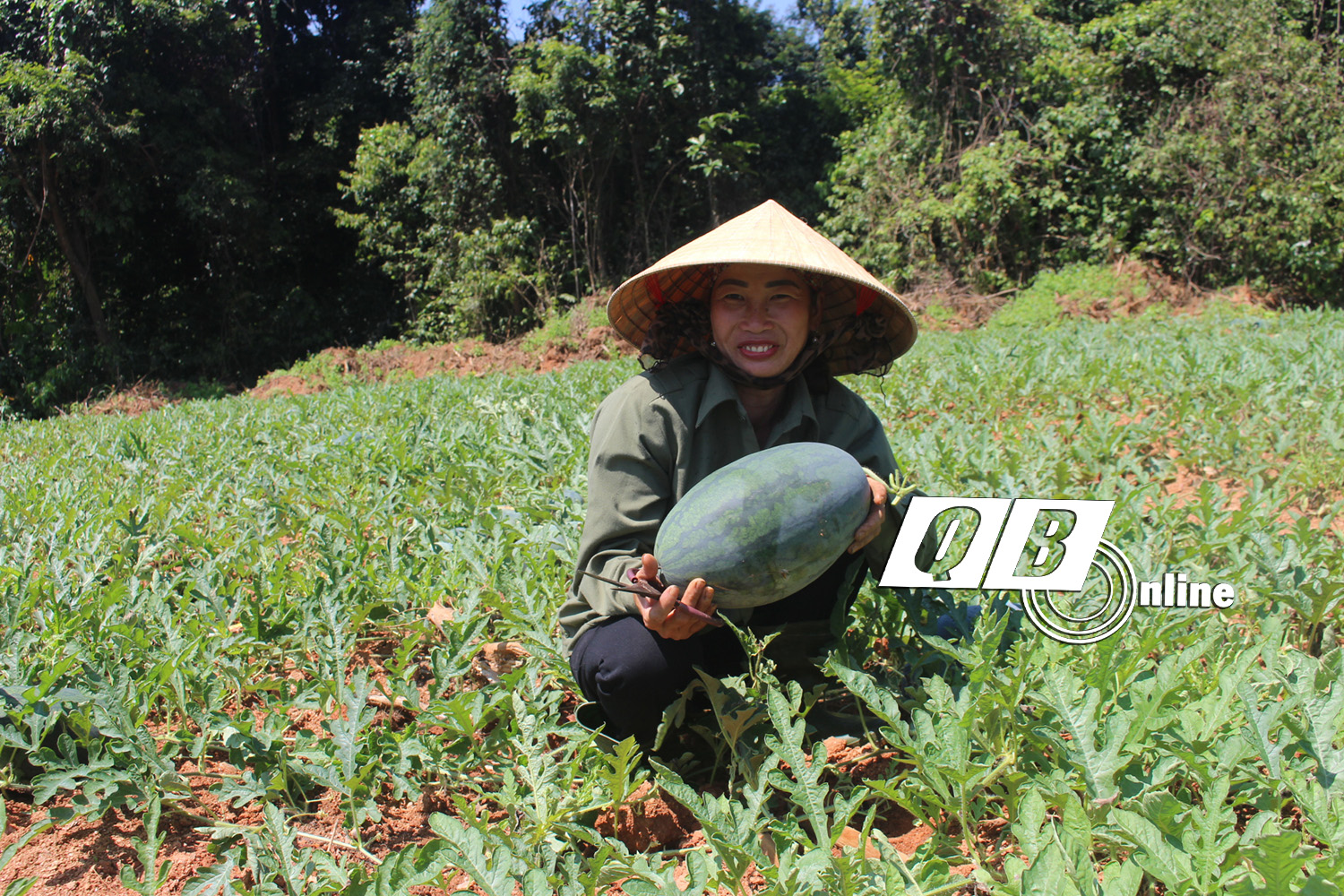 Vui buồn chuyện trồng dưa hấu