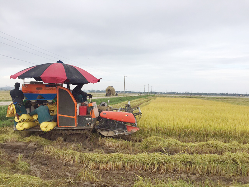 TX. Ba Đồn: Năng suất lúa đông-xuân đạt gần 60 tạ/ha