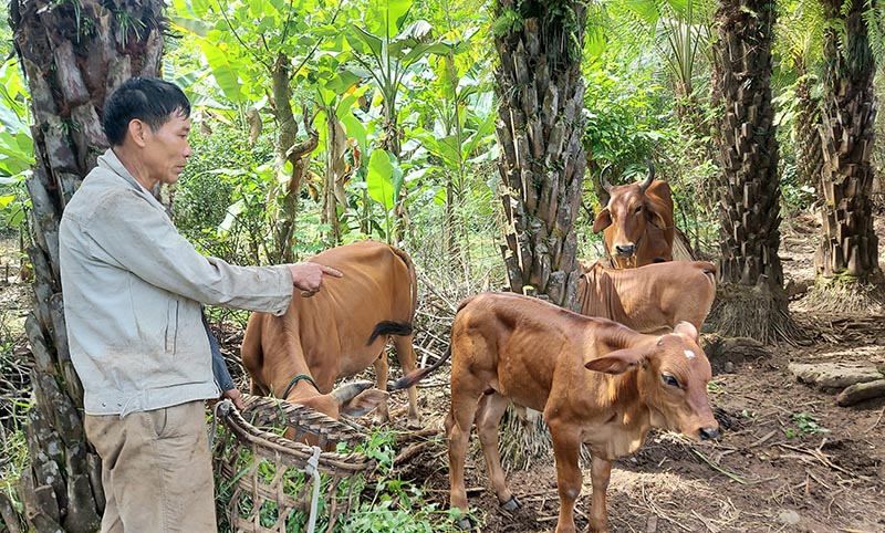 Tuyên Hóa: Nâng cao chất lượng đàn bò bằng lai giống 3B