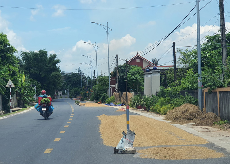 Nguy cơ tai nạn giao thông do...phơi lúa