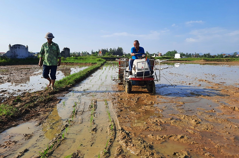 Quảng Ninh: Tập trung sản xuất vụ hè-thu