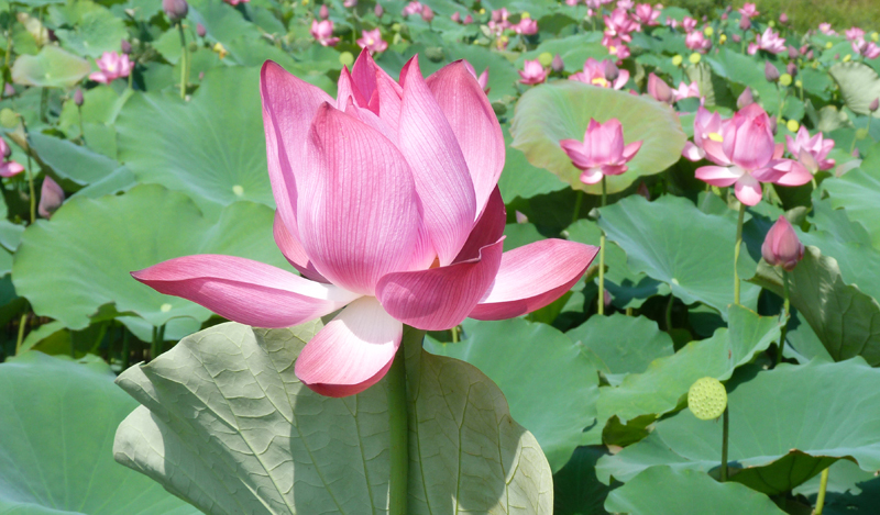 Nhật Lệ Bác về