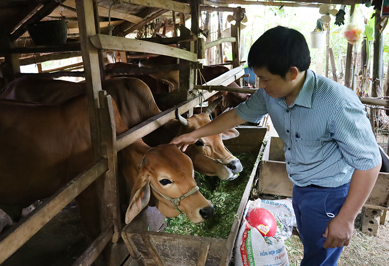 Giảm nghèo nhờ bò lai