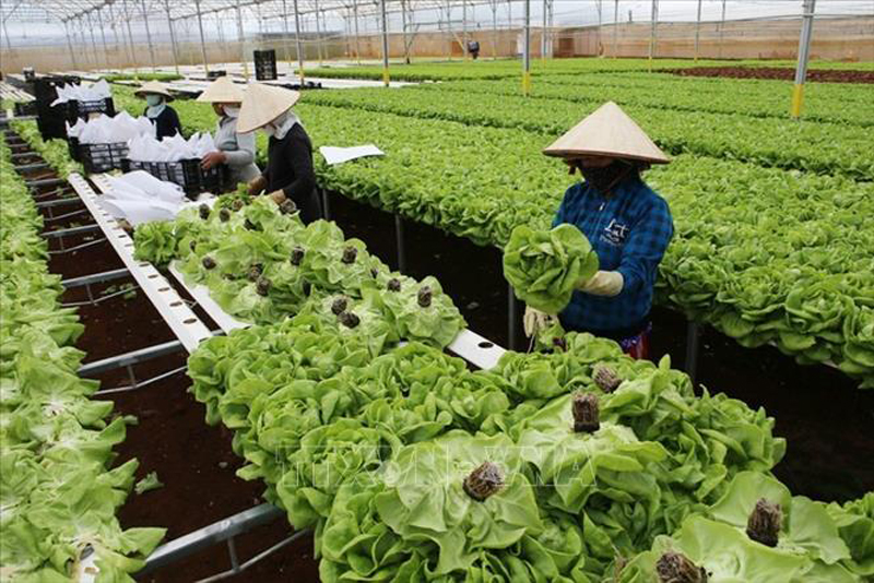 Đã cắt giảm, đơn giản hóa 252 điều kiện kinh doanh trong nông nghiệp