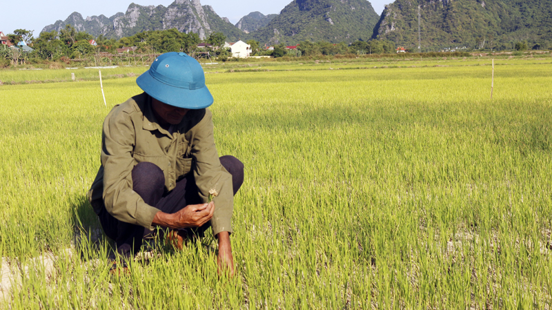 Tuyên Hóa: Triển khai các giải pháp chống hạn cho vụ hè-thu