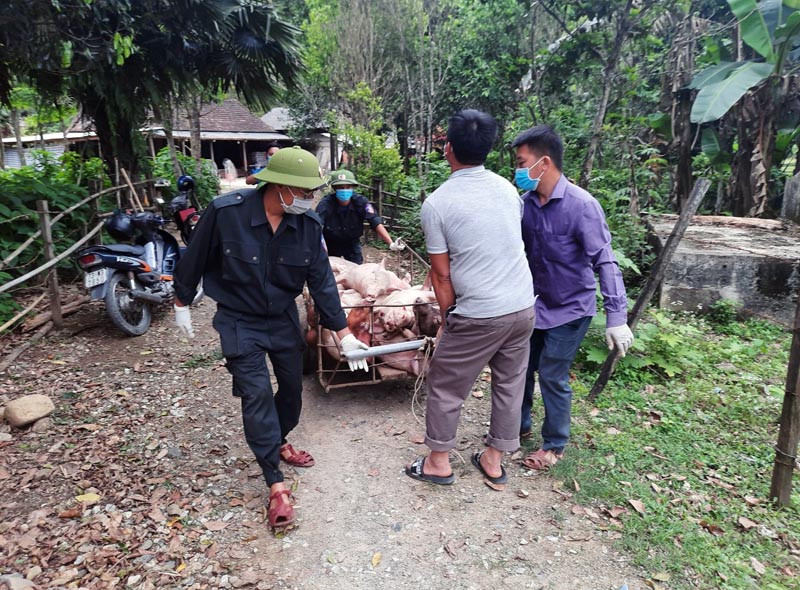 Minh Hóa: Dịch tả lợn châu Phi xuất hiện tại 6 xã