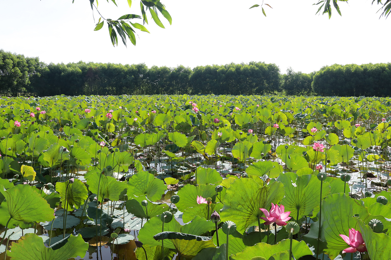 Phía hữu ngạn Kiến Giang…