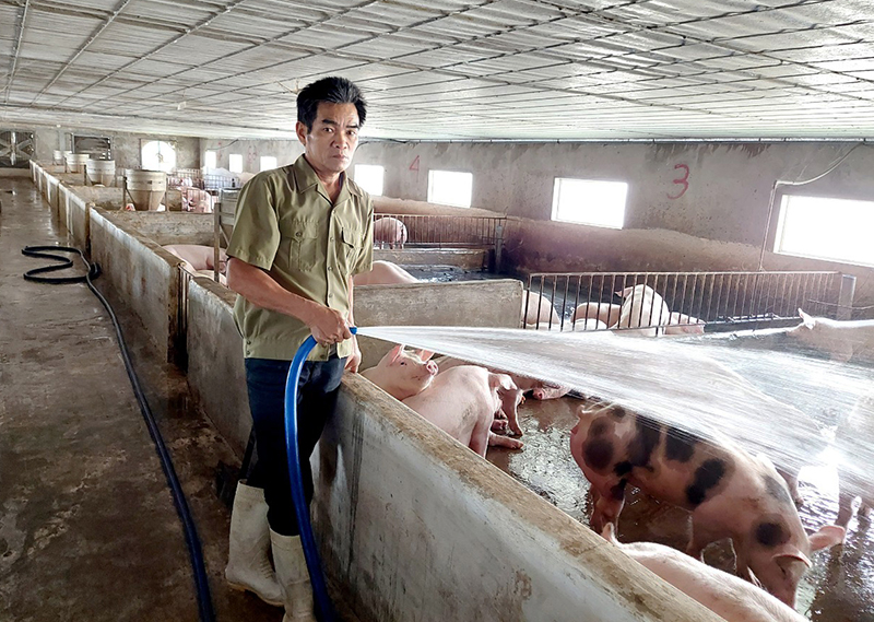 Bố Trạch: Chủ động phòng, chống dịch tả lợn châu Phi