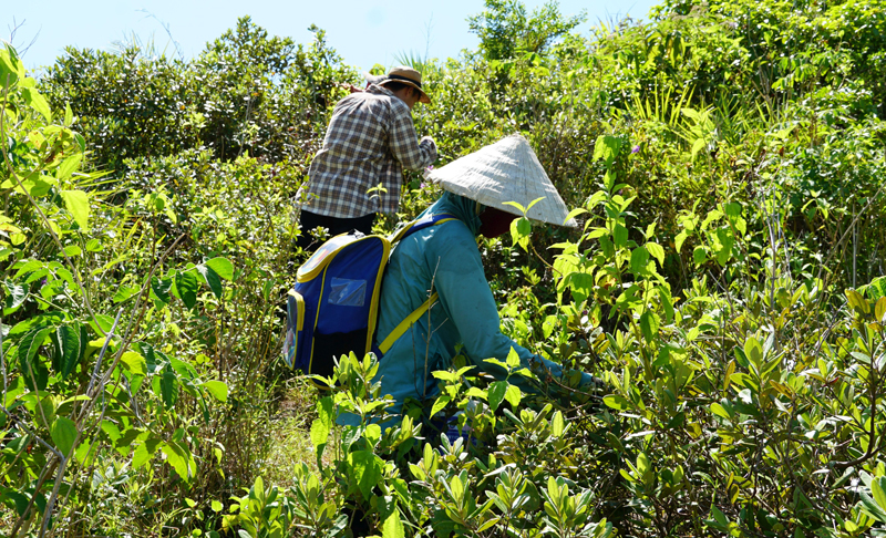 Mùa sim chín trên đảo Yến