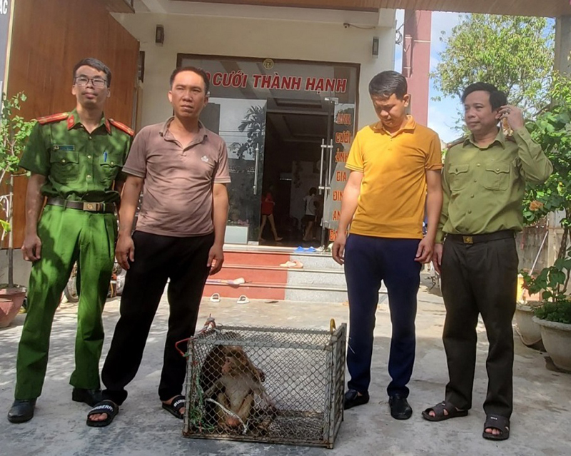 Vận động người dân giao nộp 2 cá thể khỉ quý hiếm