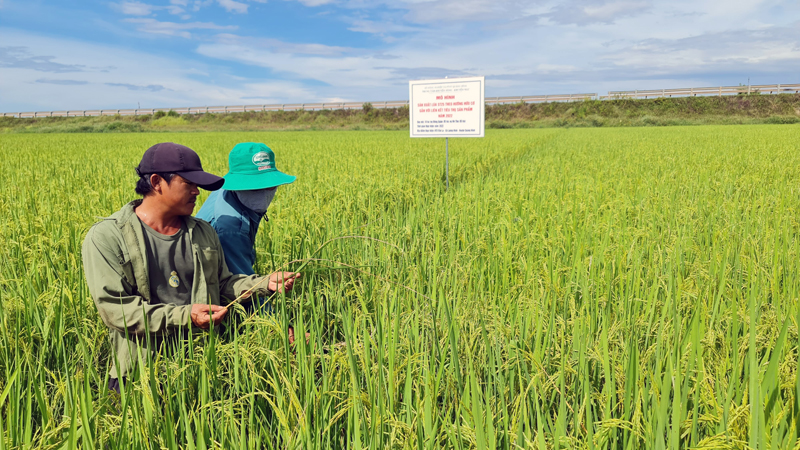 Gạo ngon nhất thế giới "bén đất" Quảng Ninh