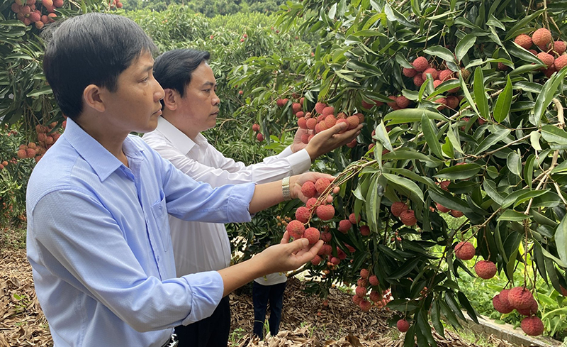 Gọi những mùa vàng