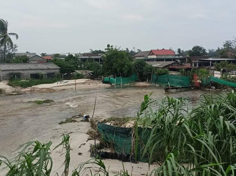 Hàng chục tấn cá lóc bị nước lũ cuốn trôi