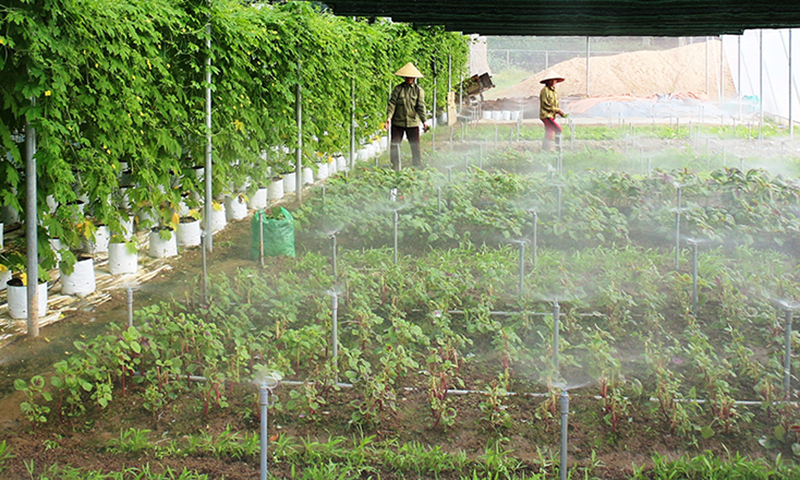 Kế hoạch về đào tạo nghề nông nghiệp cho lao động nông thôn giai đoạn 2022-2025
