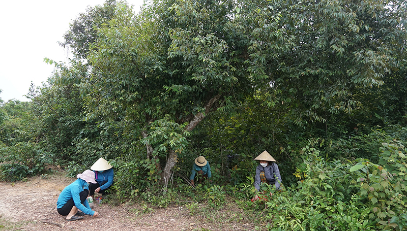 Khi rừng dẻ vào mùa...