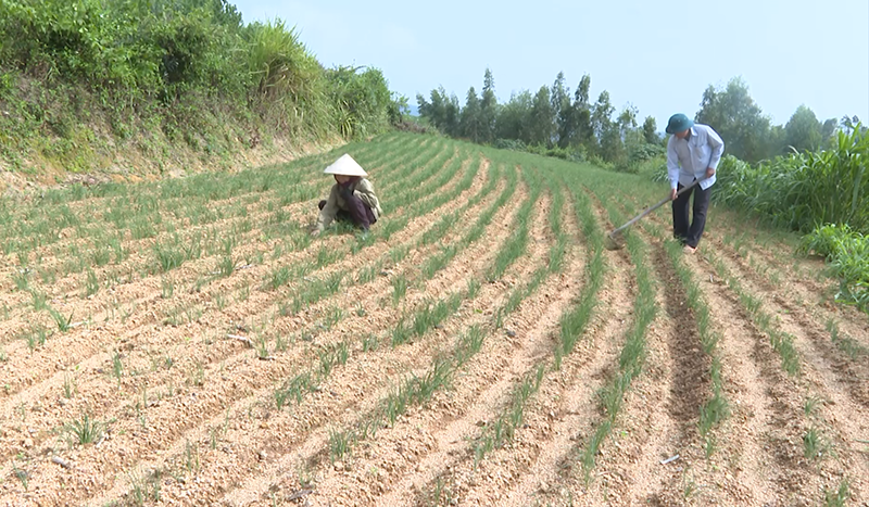 Nâng cao thu nhập nhờ trồng nén