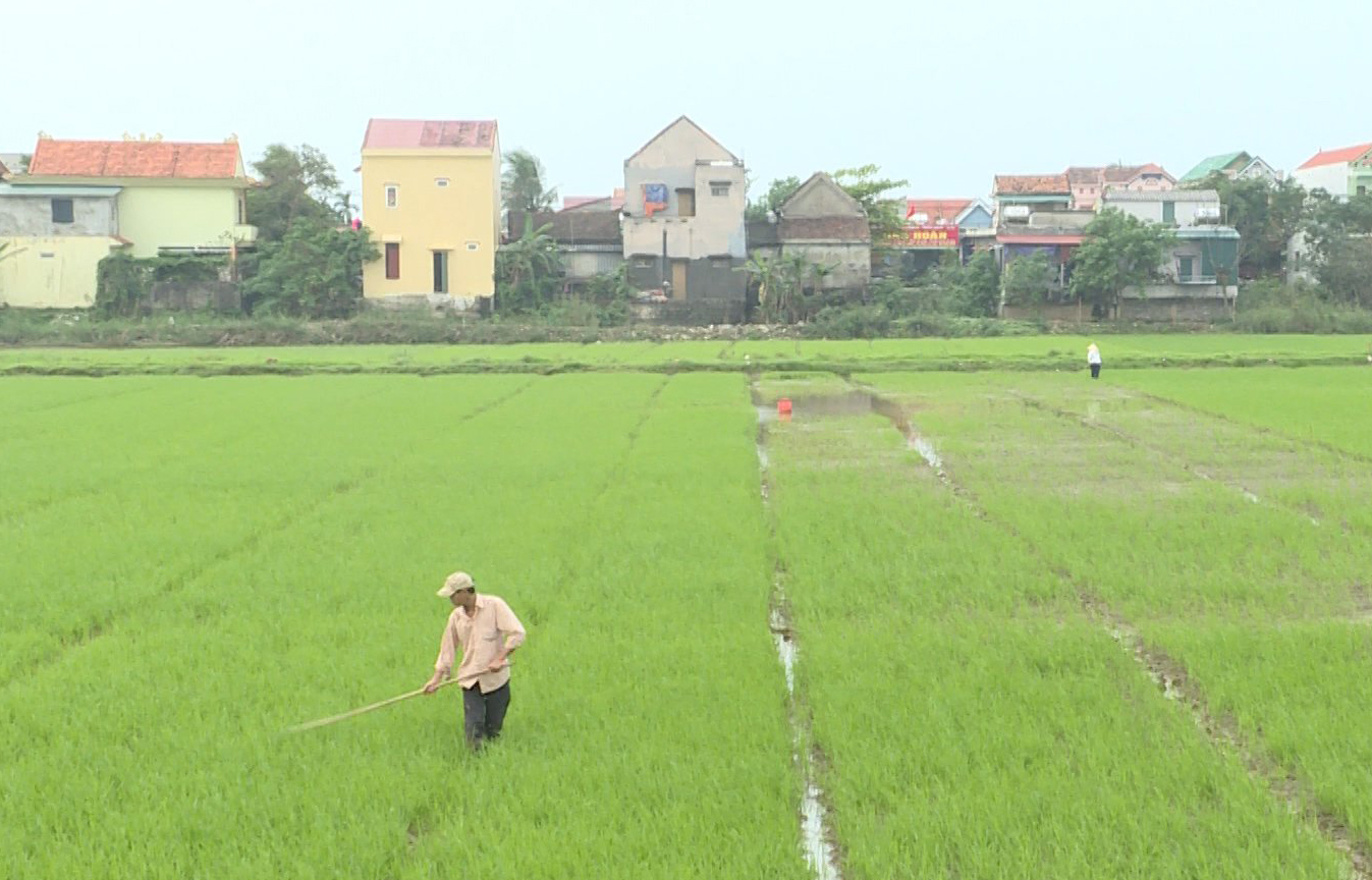 Chăm sóc, phòng trừ sâu bệnh hại cây trồng vụ đông-xuân