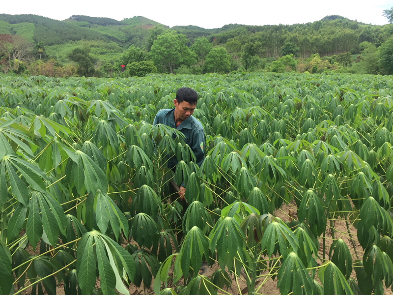 Quy định nội dung và mức hỗ trợ phát triển sản xuất cộng đồng thuộc các Chương trình mục tiêu quốc gia giai đoạn 2021-2025