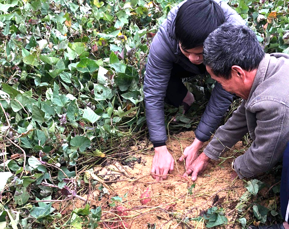Duy trì giống khoai Bảo Ninh