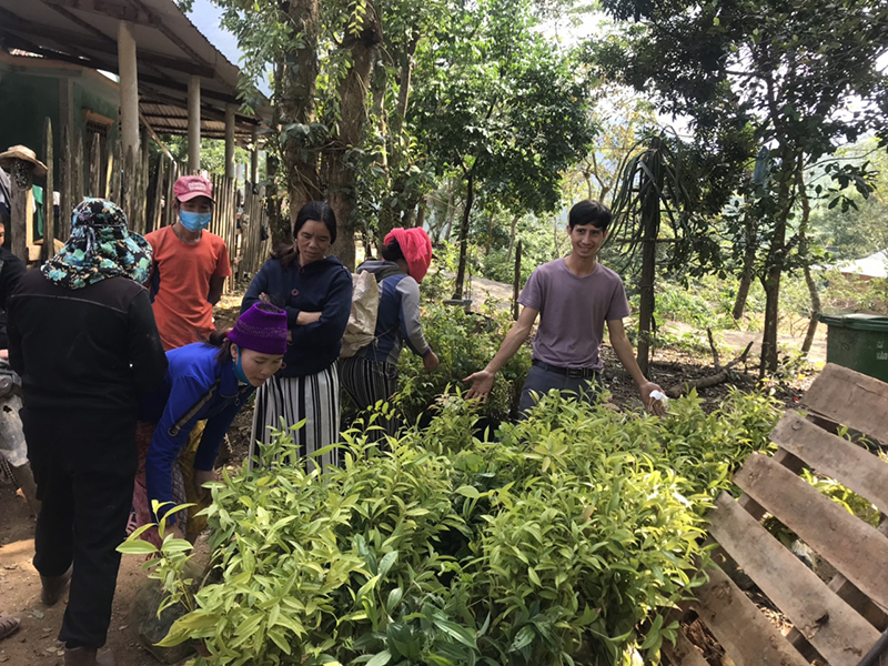 Trồng 70ha cây trẩu dưới tán rừng cộng đồng