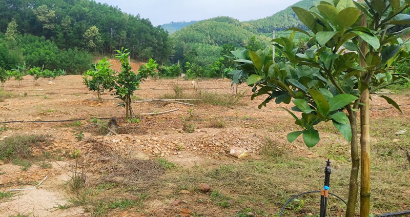 Cây ăn quả "bén duyên" vùng gò đồi