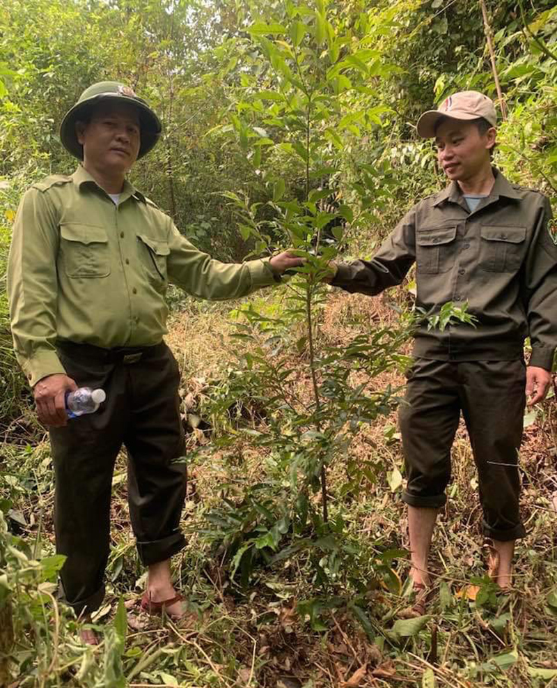 Thay thế những cánh rừng