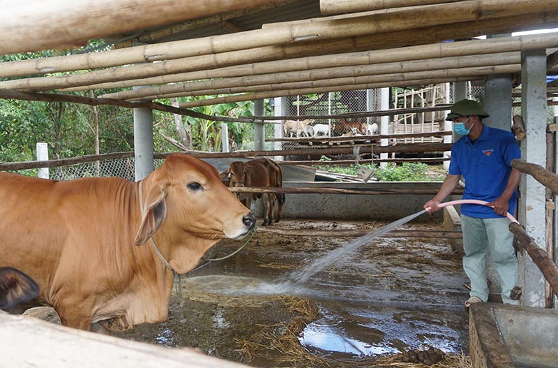 Làm giàu từ nguồn vốn hỗ trợ nông dân