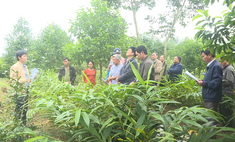 Kỳ vọng từ cây sa nhân tím