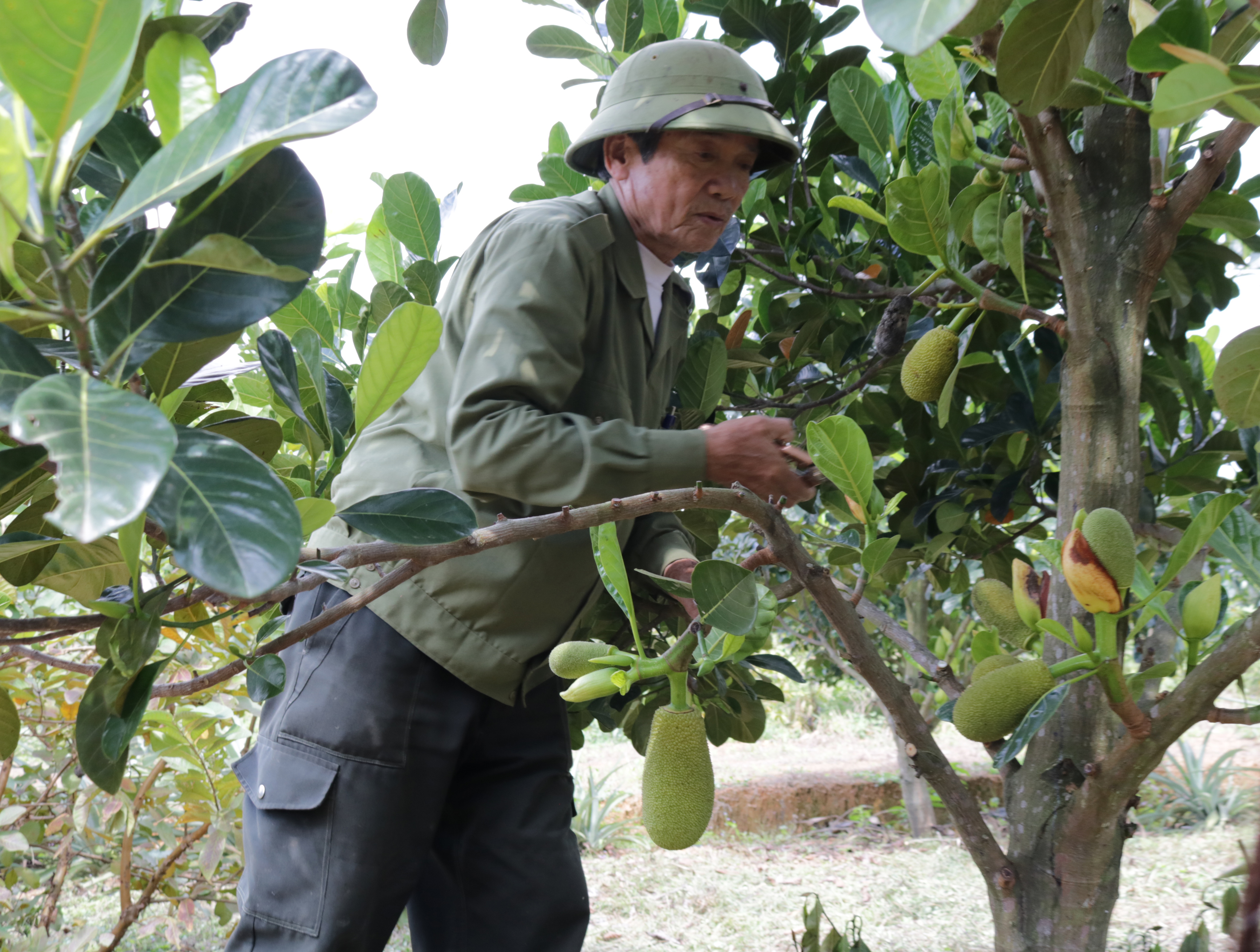 Triển vọng từ mô hình mít ruột đỏ