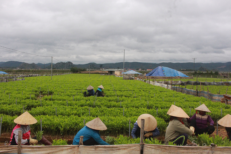 Phát triển kinh tế rừng bền vững