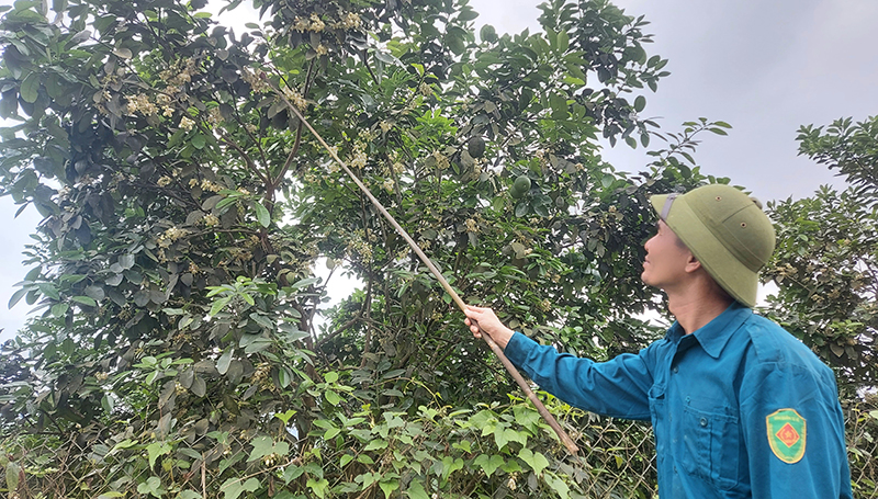 Tất bật mùa thụ phấn cho hoa bưởi