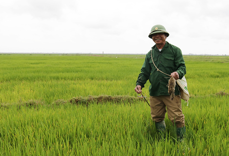 Lệ Thủy: Chủ động phòng, trừ chuột và sâu bệnh hại lúa đông-xuân