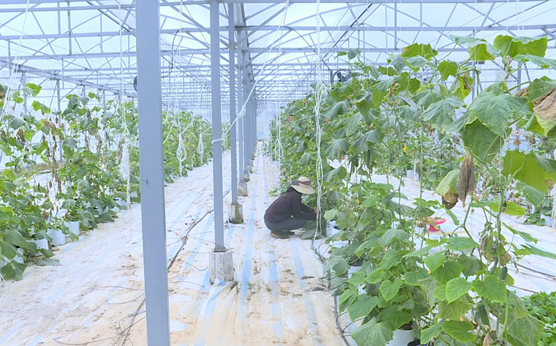 Hiệu quả từ việc chuyển đổi cây trồng, vật nuôi hợp lý