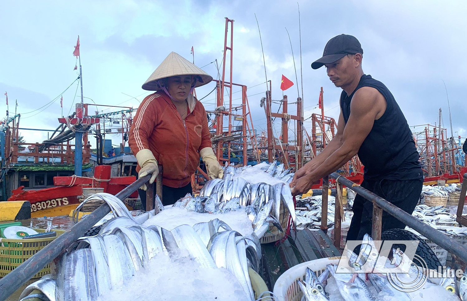 Nghề câu cá hố ở làng biển Cảnh Dương