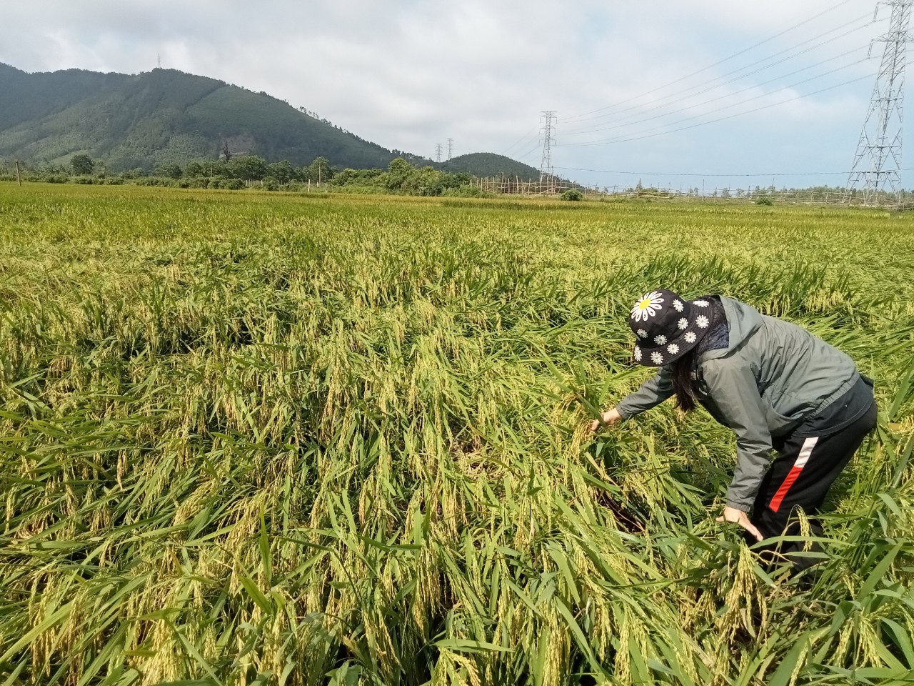 Quảng Trạch: Khắc phục diện tích lúa đông-xuân bị ngã đổ