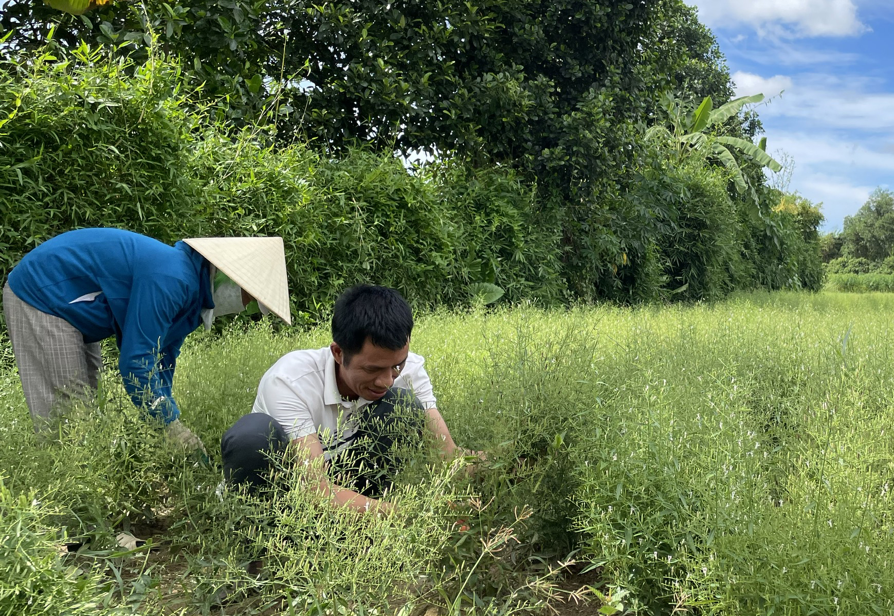 Phát triển cây dược liệu xuyên tâm liên