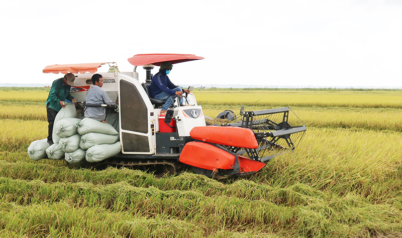 Vụ sản xuất hè-thu: Tưới, tiêu hợp lý, không để ruộng hoang