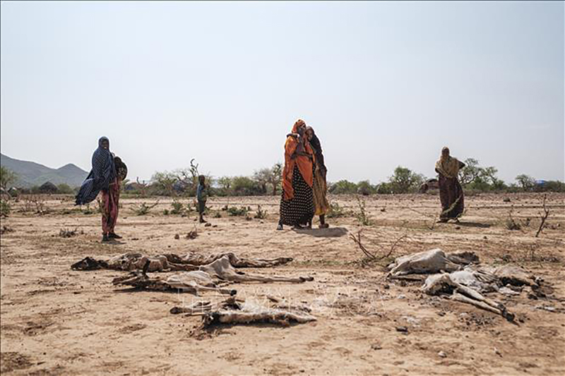 Hàng triệu gia súc tại Ethiopia chết do hạn hán nghiêm trọng