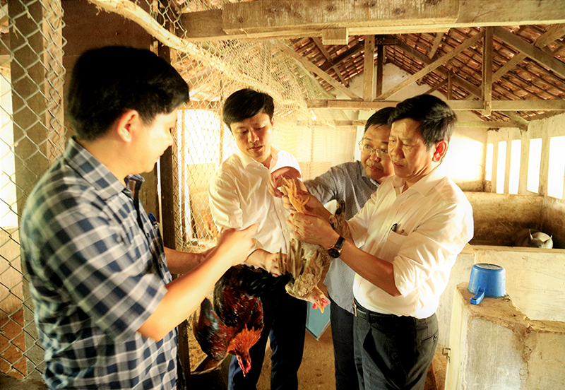 Nuôi thử nghiệm gà nhiều cựa Phú Thọ thương phẩm