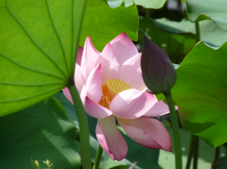 Mùa hạ chín