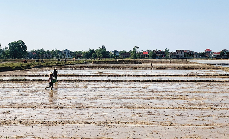 Quảng Ninh: Bảo đảm lịch thời vụ gieo trồng lúa hè-thu 2023