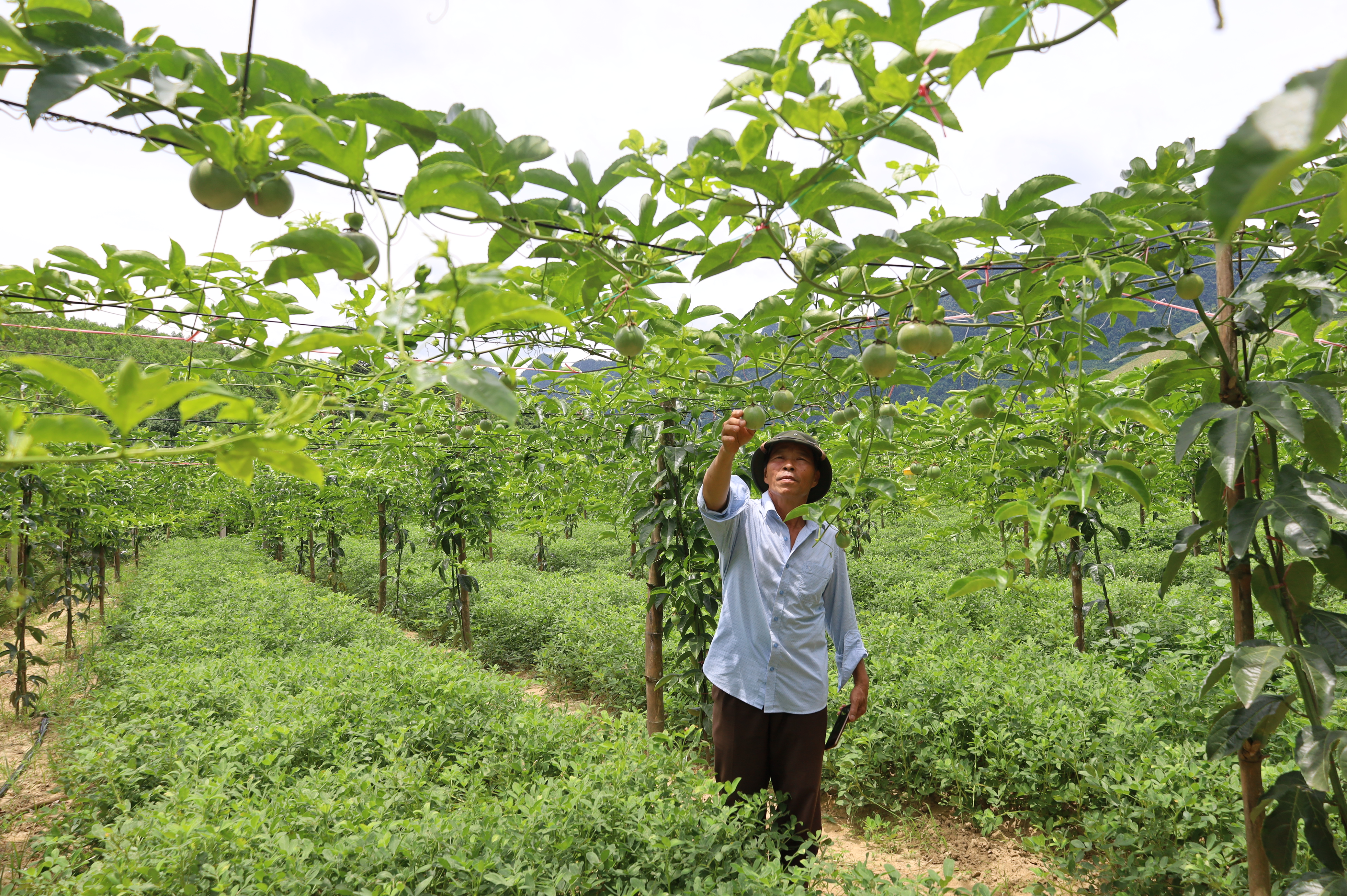 Bước đột phá của Hợp tác xã Nông nghiệp Hóa Sơn