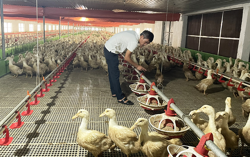 Hiệu quả từ mô hình chăn nuôi vịt ứng dụng công nghệ cao