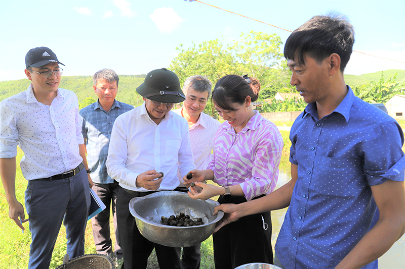 Nuôi thử nghiệm thương phẩm giống ốc bươu đen