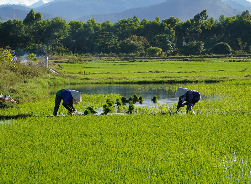 Chủ động phòng trừ sâu bệnh hại lúa vụ hè-thu
