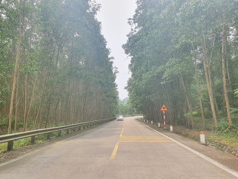 Miệt mài trồng rừng gỗ lớn